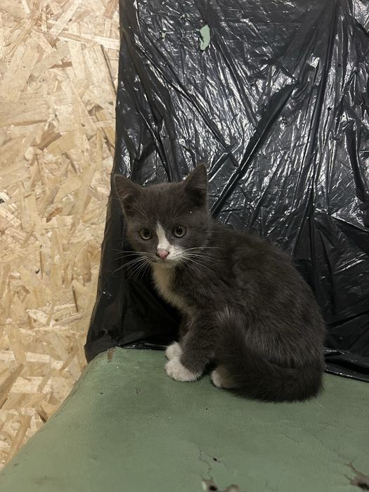 Котят в добрые руки