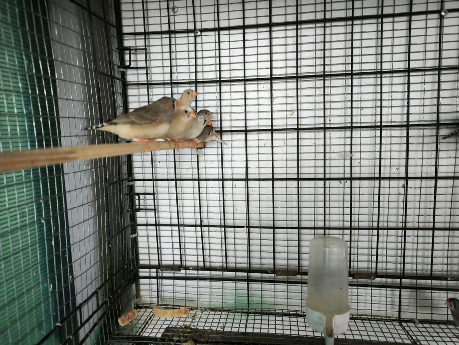 Зеброви амадини млади и работещи