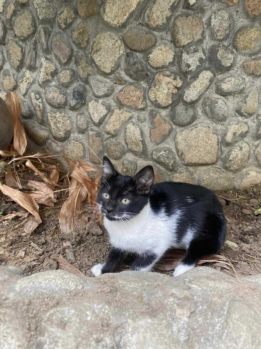 Прекрасни котета търсят дом
