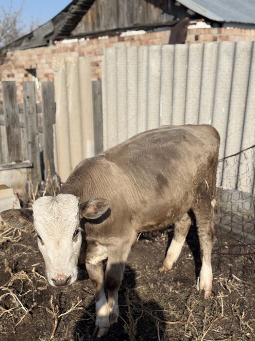 Продам корову  с теленком.