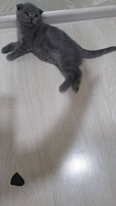 Продам 2-х месячного  котёнка с очень хорошим аппетитом