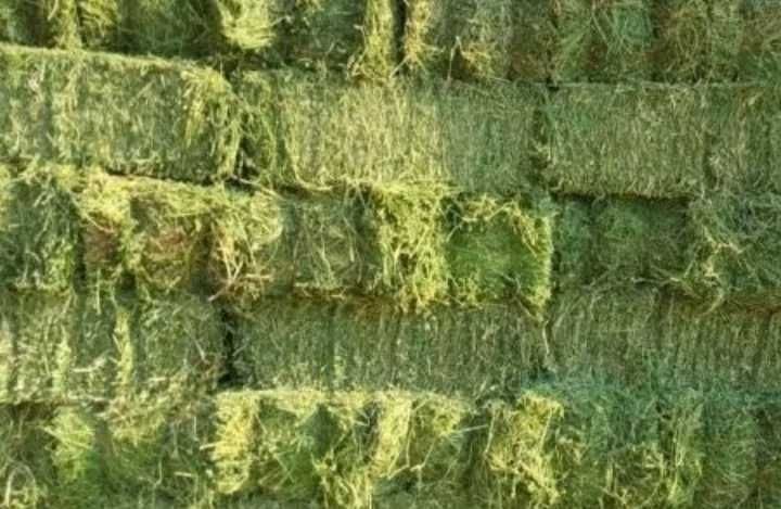 baloti de lucerna + transport