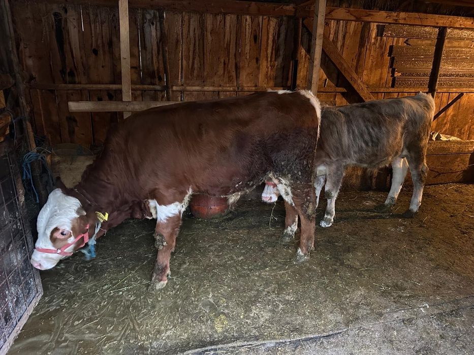 Tăurași românești