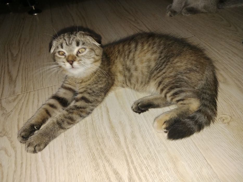 Вислоухие котята