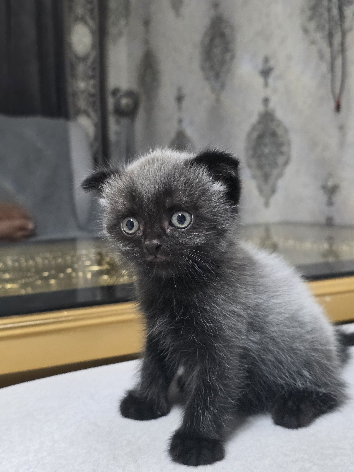 Очаровательные котята ищут новый дом