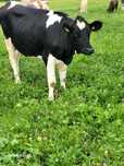 Junca gestanta hn 5 luni holstein și una fatata cu primul