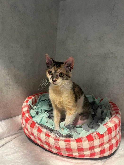 Pisicuta adoptie Iasi