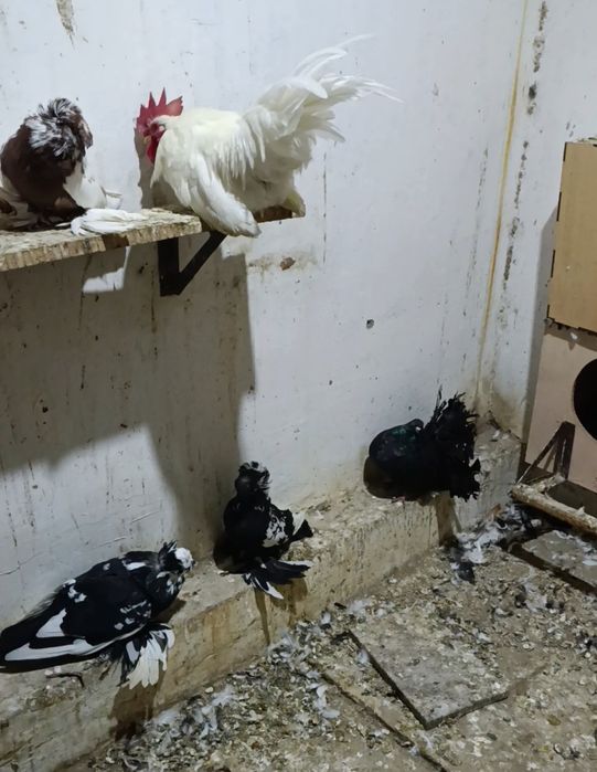 Бухарские барабанщики разных цветов