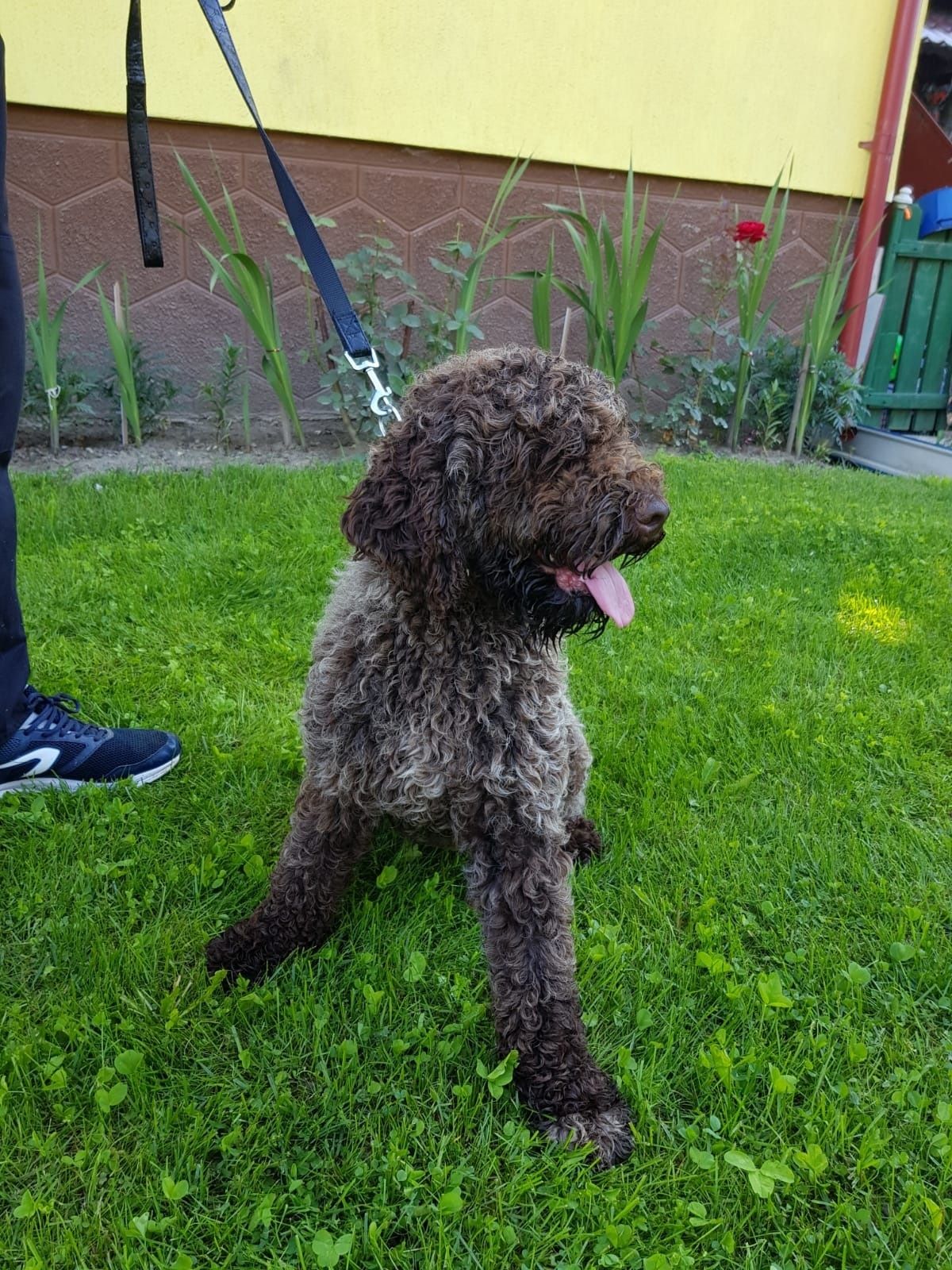 Vand catea Lagotto Romagnolo pentru trufe