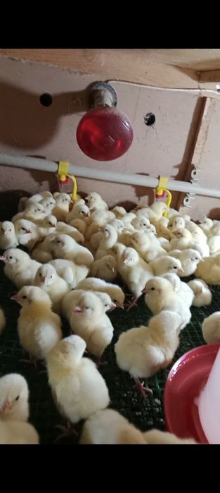 Бройлер суточный Росс 308