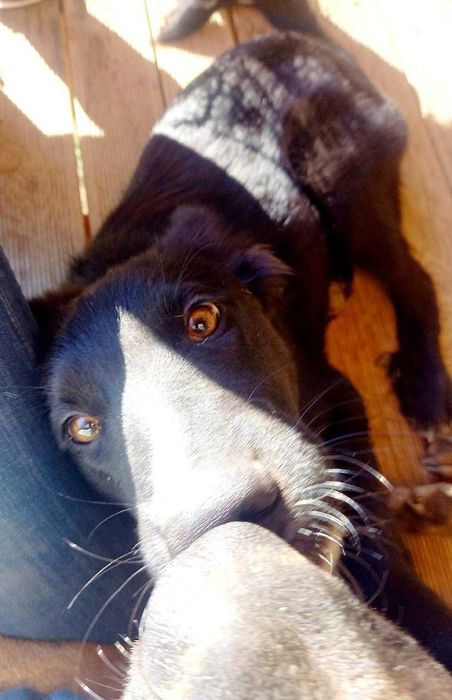 Adoptie catel sase luni