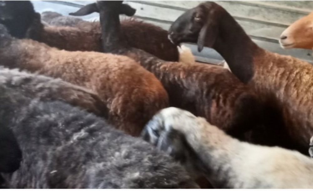 Кои токты бар сатылатын