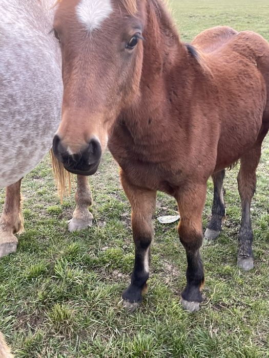 Manza de 4 luni murga