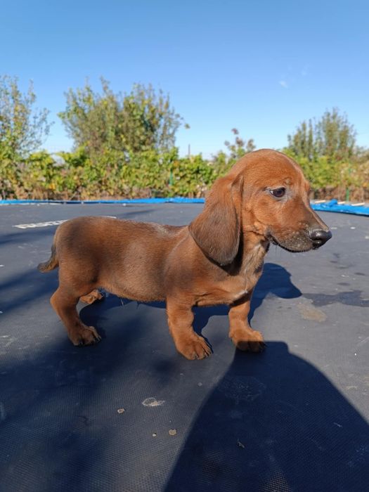 Catel teckel dachshund