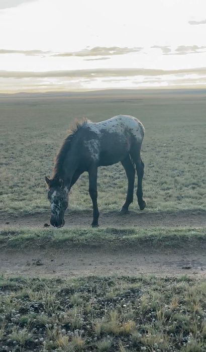 Шубар Жеребчики 2025 года