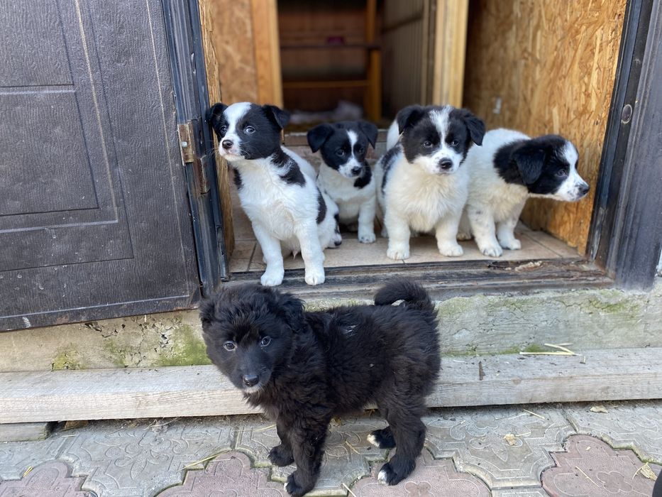 Щенята ищут дом