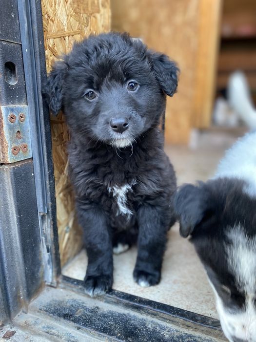 Щенята ищут дом