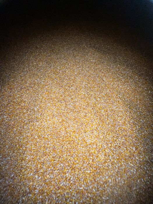 Porumb ambalat în saci 40 kg