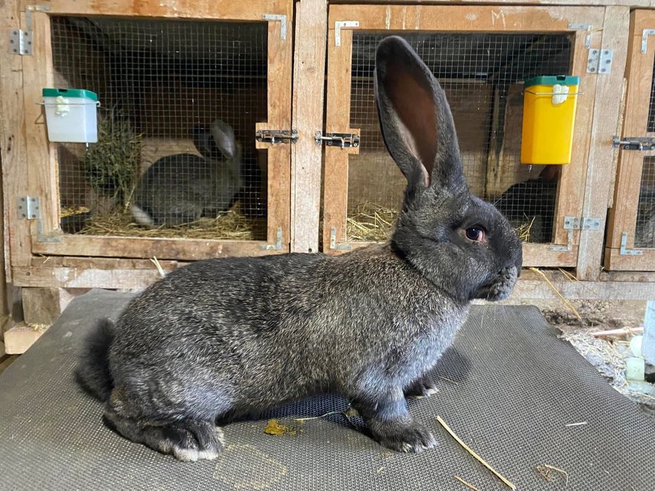 Tineret de urias german vacinati