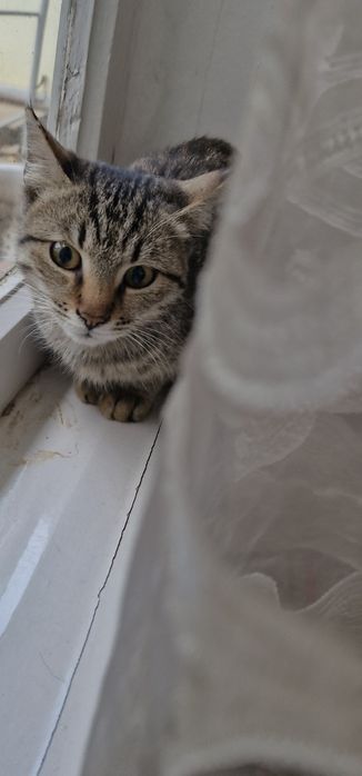 Отдаю в добрые руки котенка. С ненавязчивой просьбой присылать фото ..