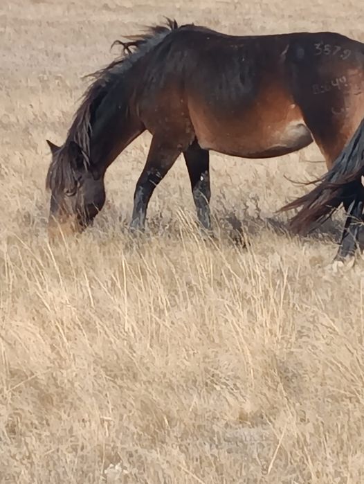 Биелер.     сатылады