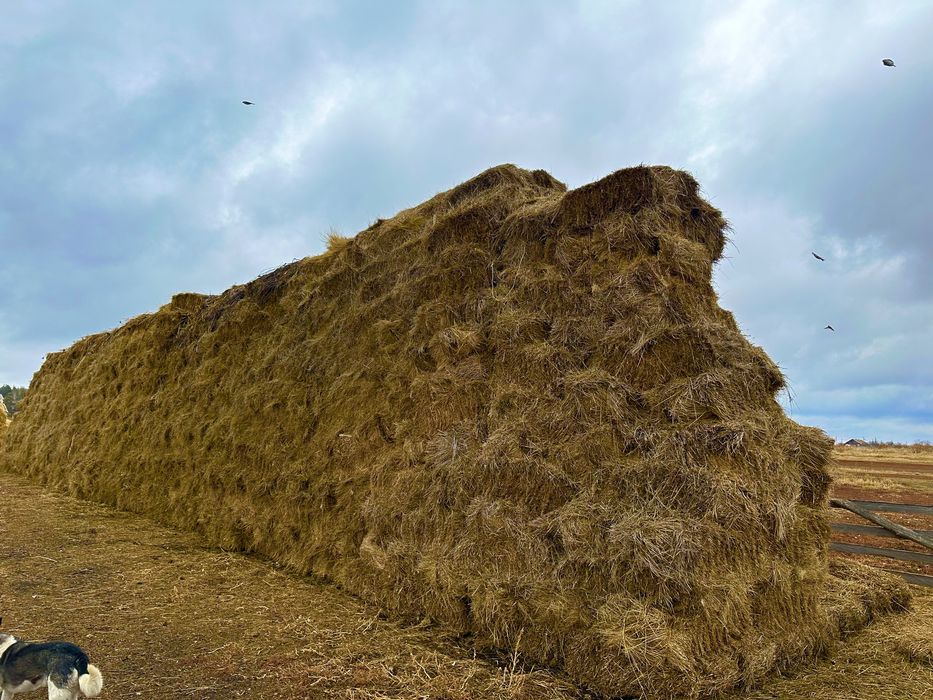 СЕНЮ ТЮКИ. Вес 1 тюк 25 кг