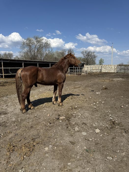 Айғыр сатылады 5 жасар