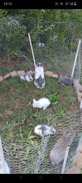 Vând iepurași  cap de leu