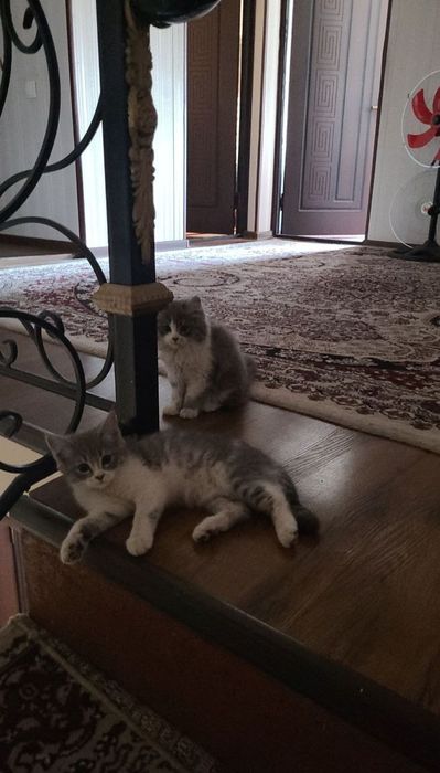 Скотш страйт 100$