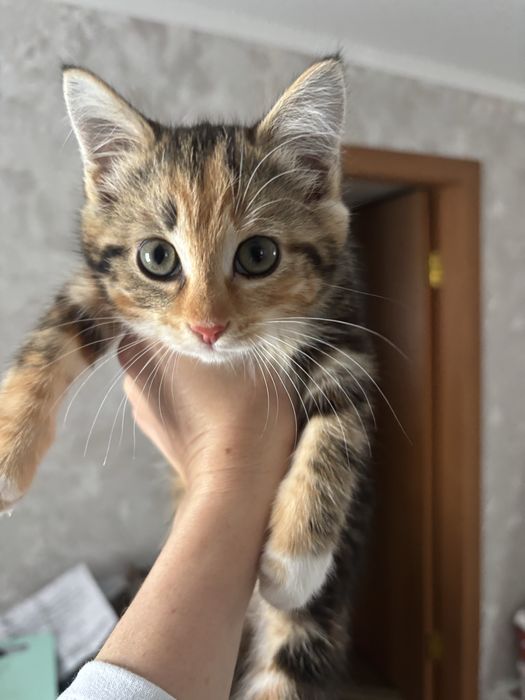 Отдам в хорошие и добрые руки котенка