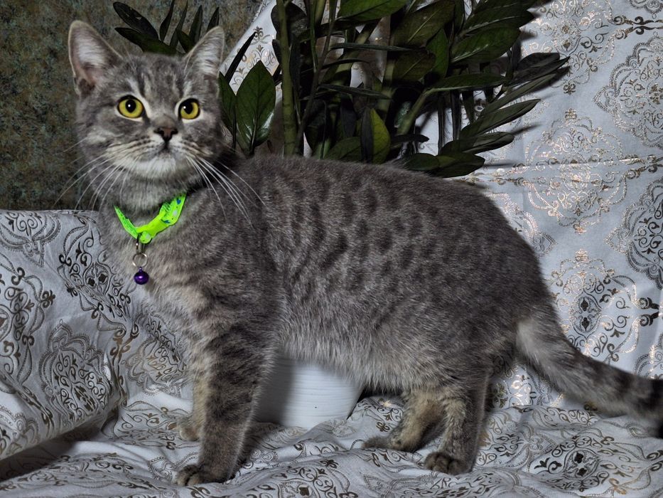 Подари Леону семью