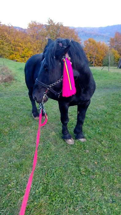 Vand harmasar în vârstă de 10 ani