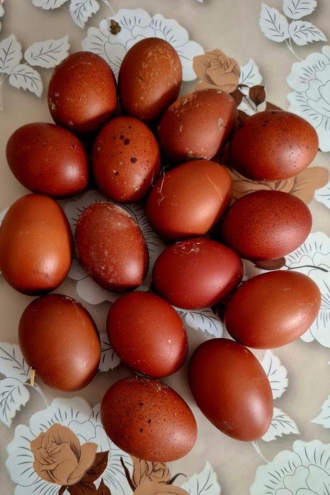 Ouă de incubat Marans negru arămiu super genetică