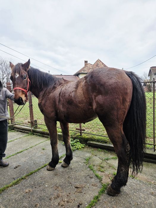 Cal de vânzare, vârstă 2 ani și 6 luni