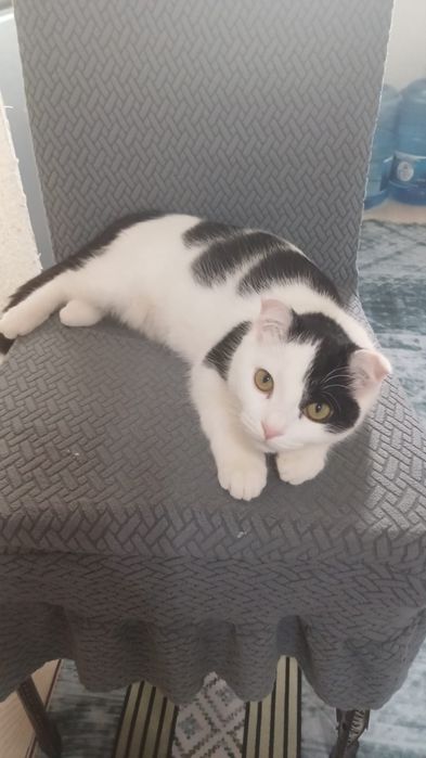 Кошка бесплатно бесплатно