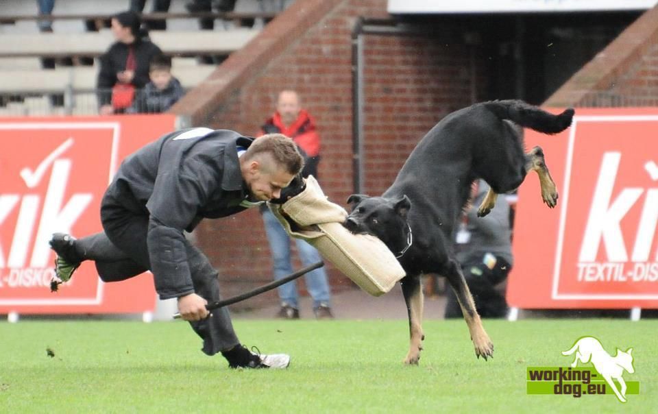 Dresaj Canin 30 ani de experienta