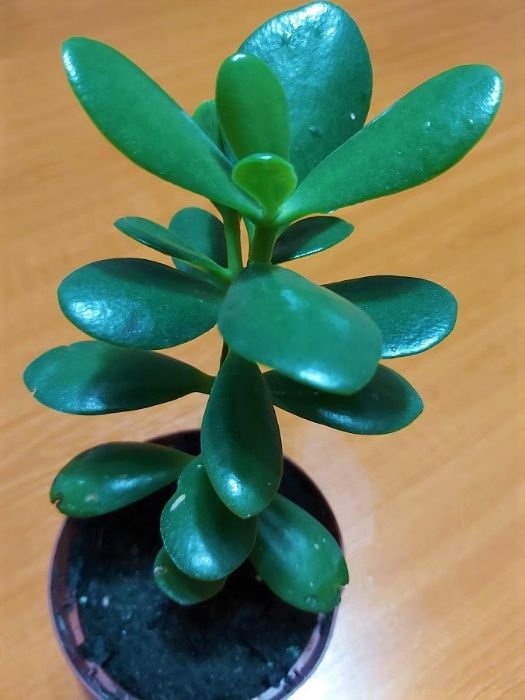 PLANTA BANILOR ( Crassula ovata ) Oriunde în țară !!!