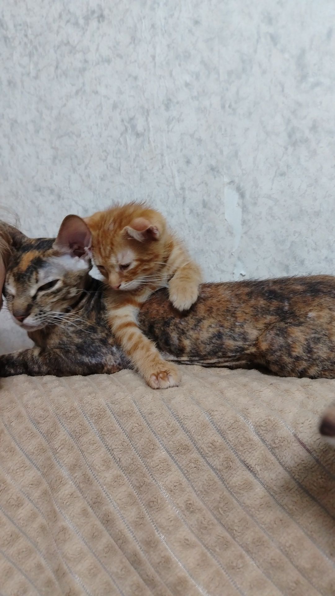 Продам кошку. Добрую, ласковую