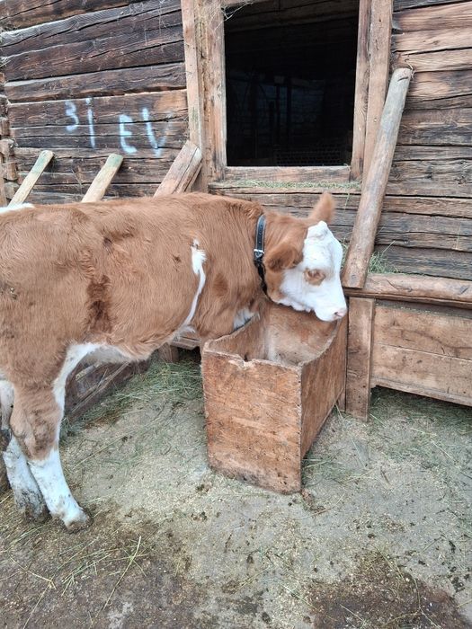 2 vitele de vânzare! Una de 5 luni si una de 2 săptămâni.
