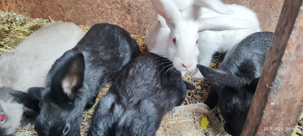 Ёш куёнчалар сотилади