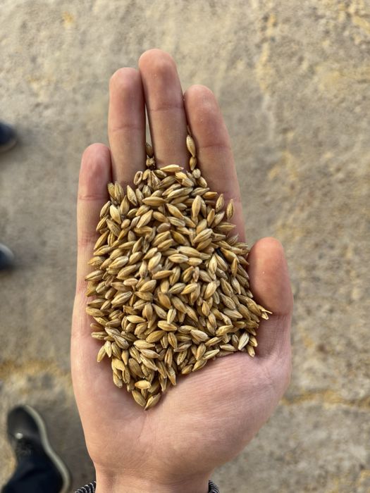 Arpa qozoq 50kg qopli vagondan