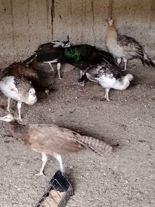 Disponibili pui de pauni