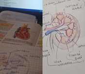 Meditatii Biologie