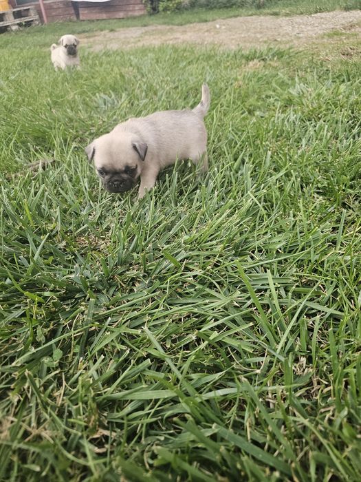 Pui mascul pug,mops rasa pura cu pedigre