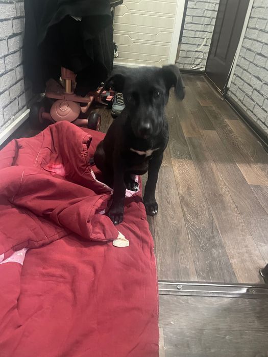 Щенка в добрый ручки