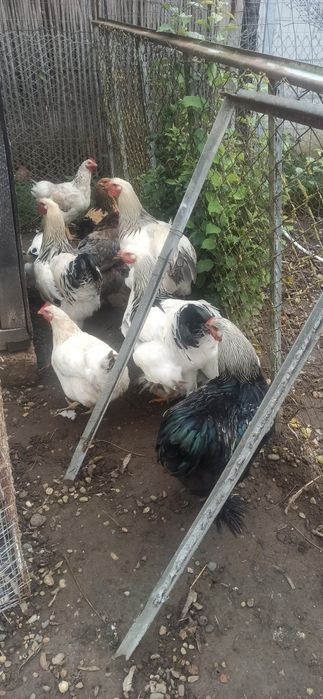 Cocoși brahman 2024/2025