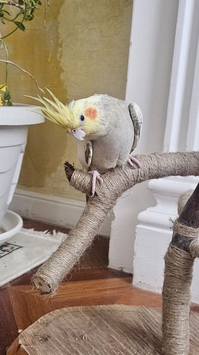 Попугай, 2попугая,очень красивые