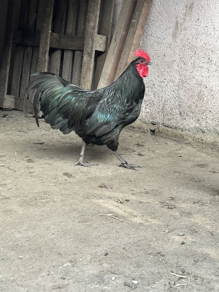 Vand cocosi Australorp 2023