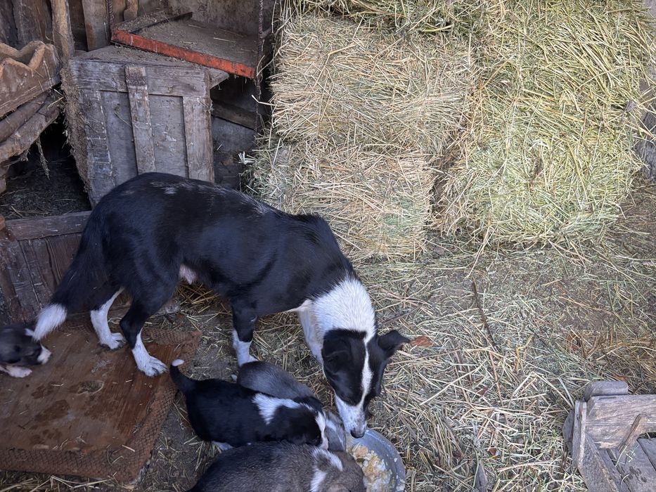 Преданные друзья охрана.прекрасные звоночки