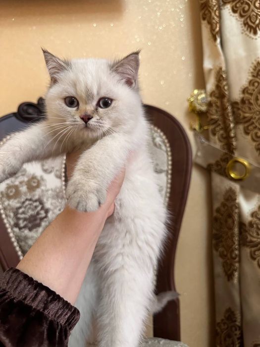 Продается породистый котенок девочка шиншилла.